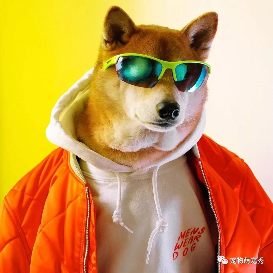 这只柴犬红得发紫它是我见过穿衣服比人还好看的狗狗