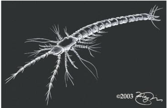 Altocrustacea Examples 甲壳动物分类 - 知乎