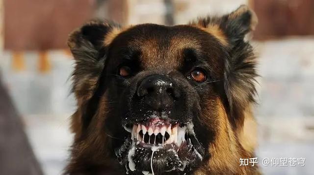 在路上碰到疯狗的经历，让我现在都不敢去看路犬的眼睛。 - 知乎