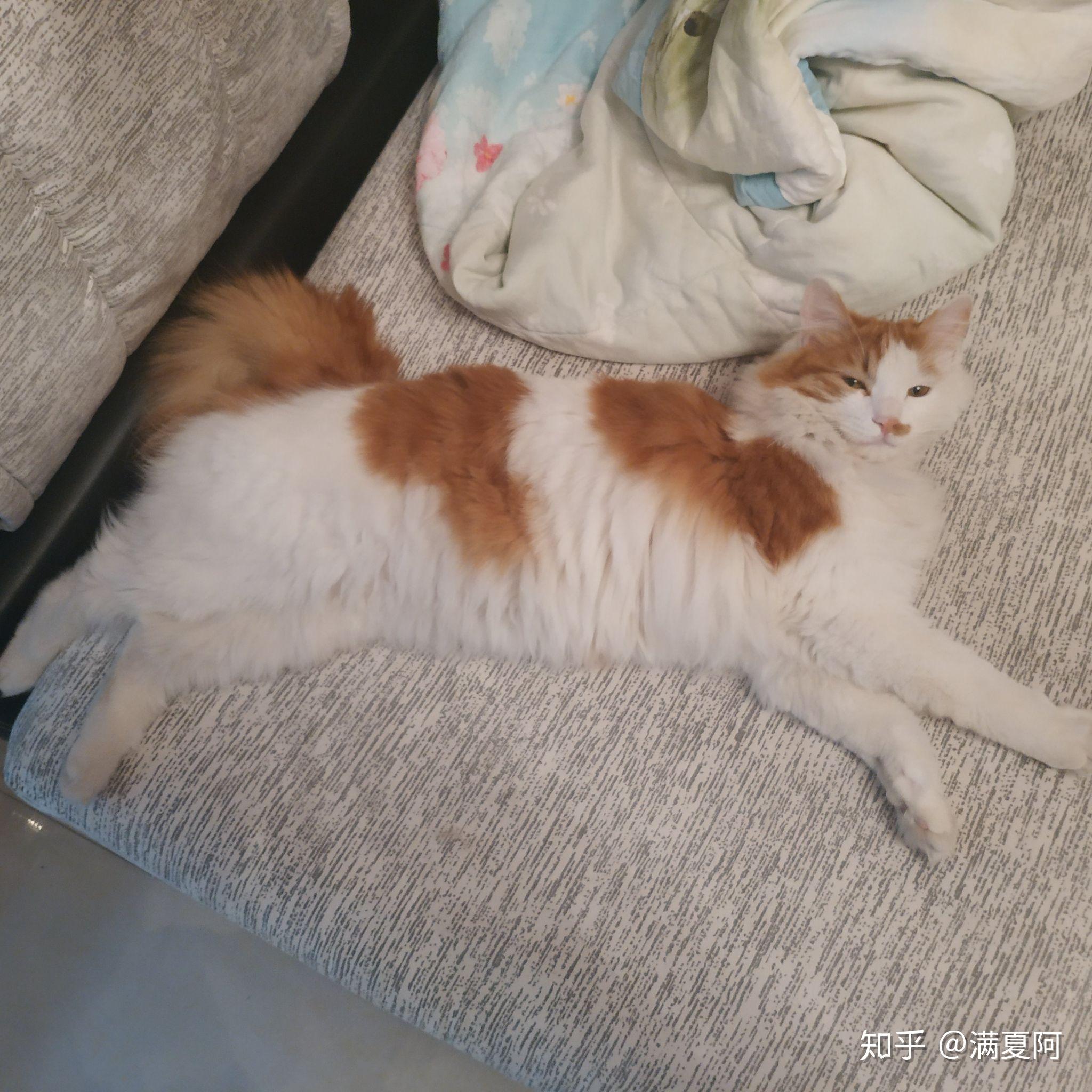 猫咪尴尬期有多尴尬? - 知乎