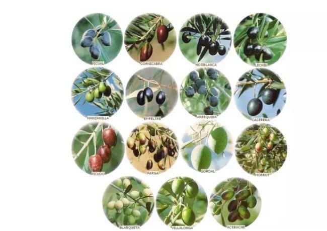 橄榄的种类及特点图解图片