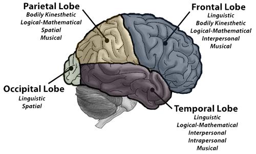 大脑脑叶组成图片