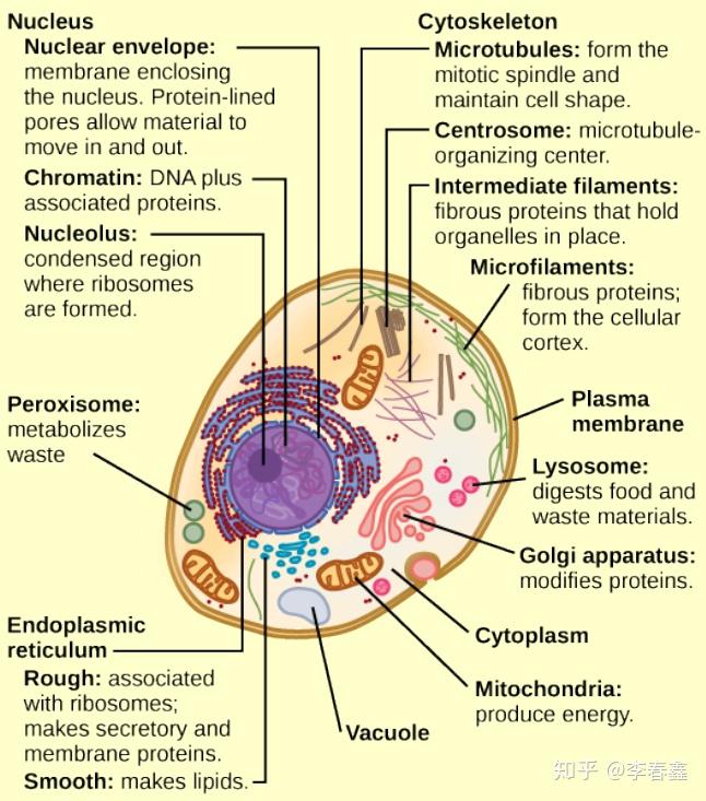 细胞核的结构示意图图片
