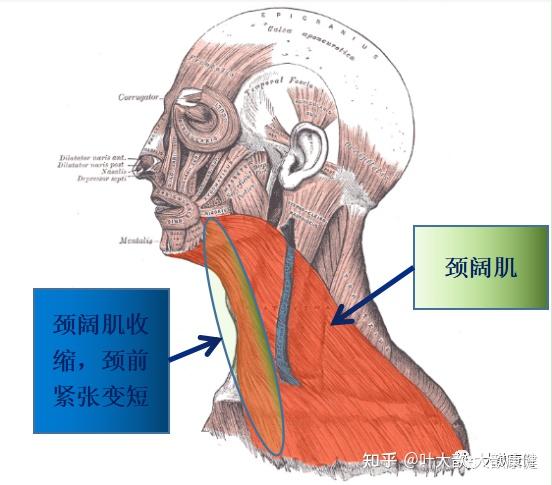 从解剖看双下巴自我调整 - 知乎