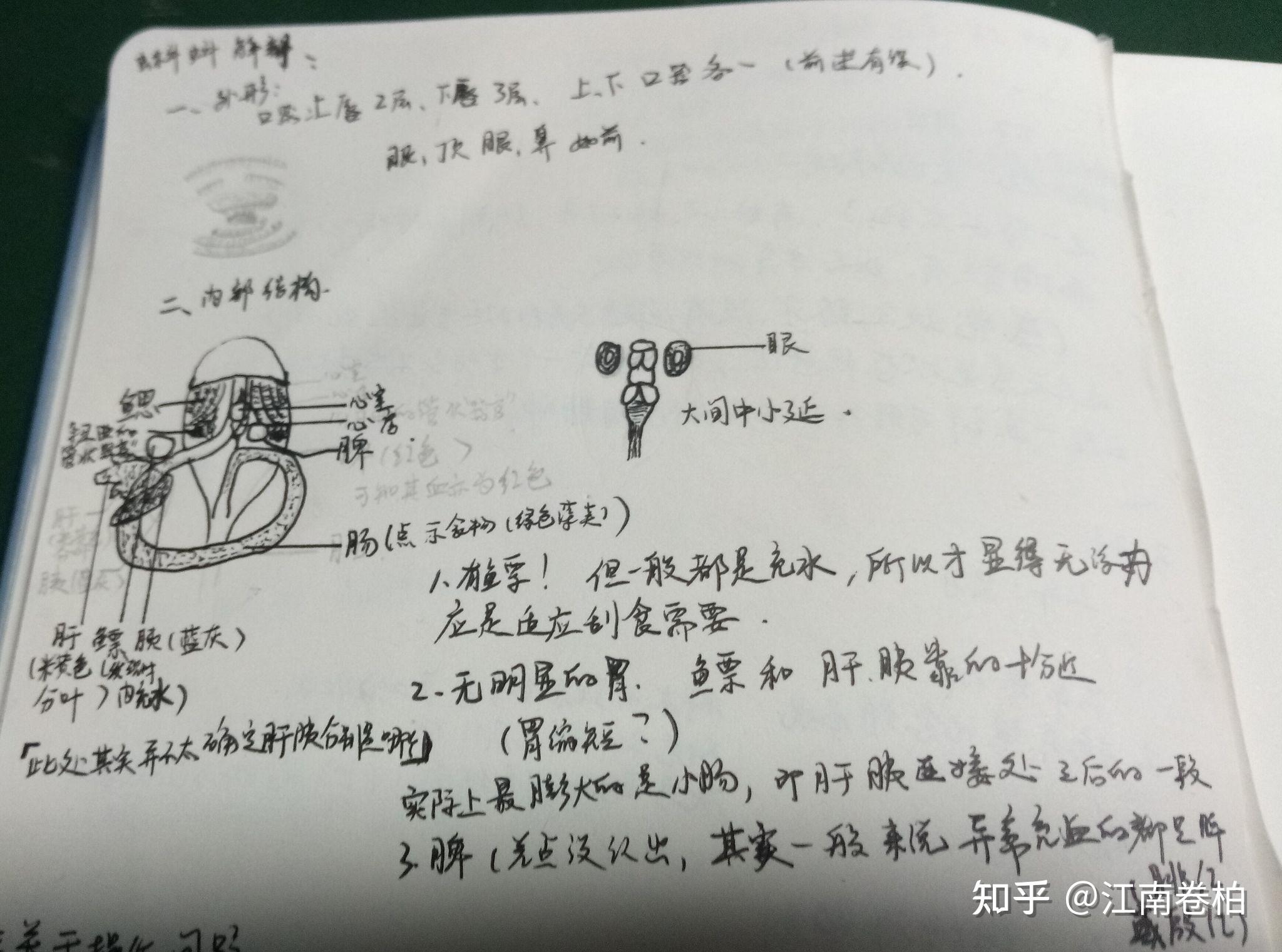 蝌蚪解剖 - 知乎