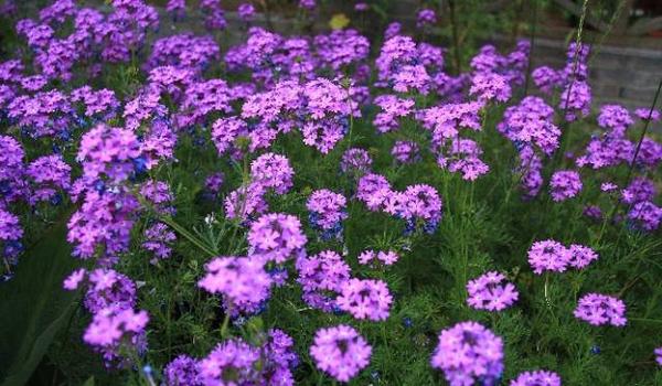 12种紫色开花植物 你钟爱哪一款 知乎