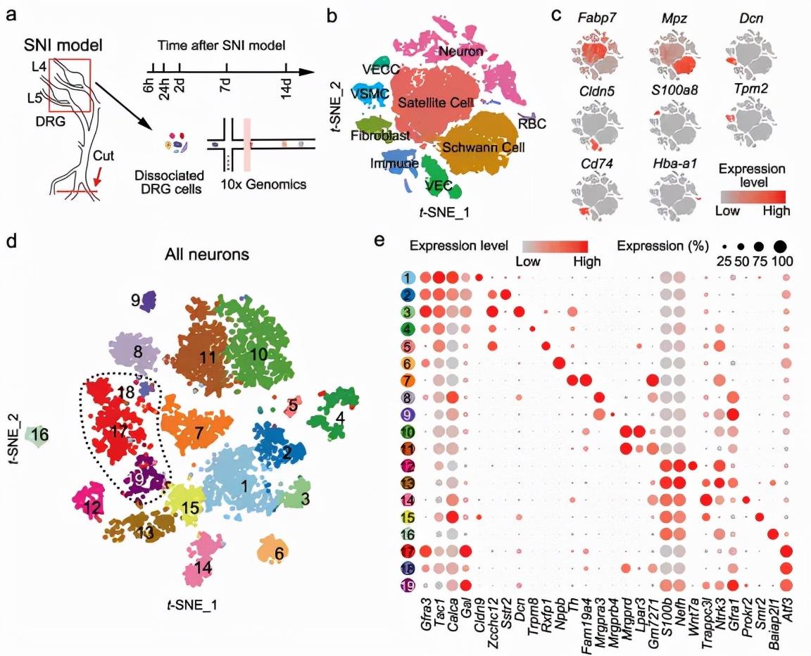 单细胞测序研究——神经/脑组织篇