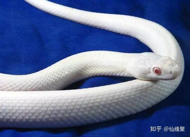 灵异故事井中白蛇报恩记