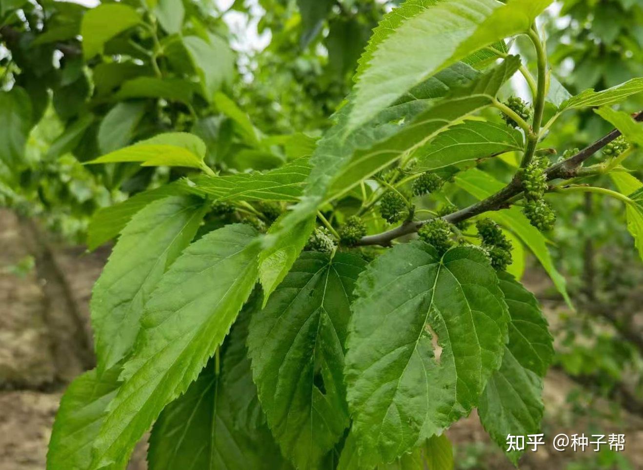 饲料桑高蛋白牧草耐刈割能养出优质生态猪增重快