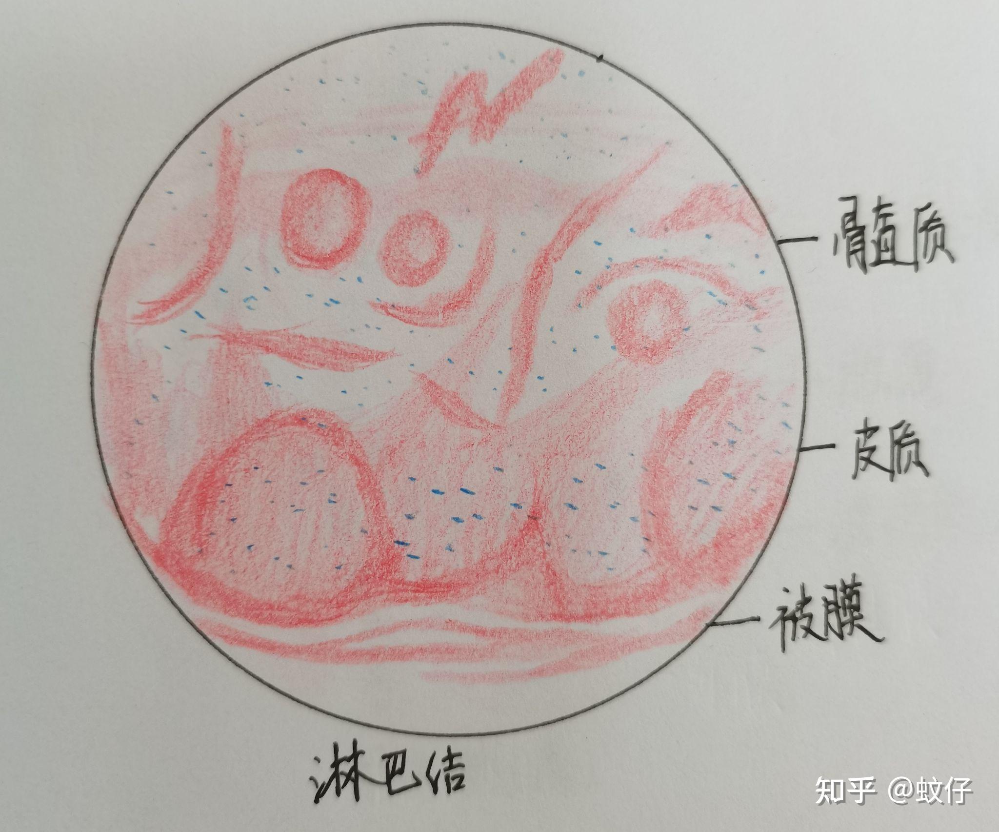 淋巴结组胚图图片