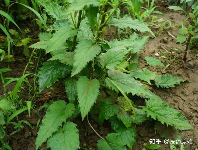 輪葉沙參南沙參為桔梗科植物輪葉沙參adenophora tetraphylla (thunb.