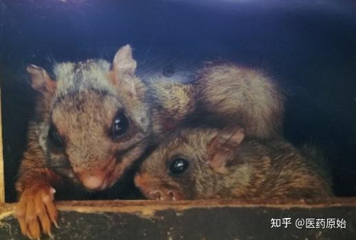 带你识别五灵脂