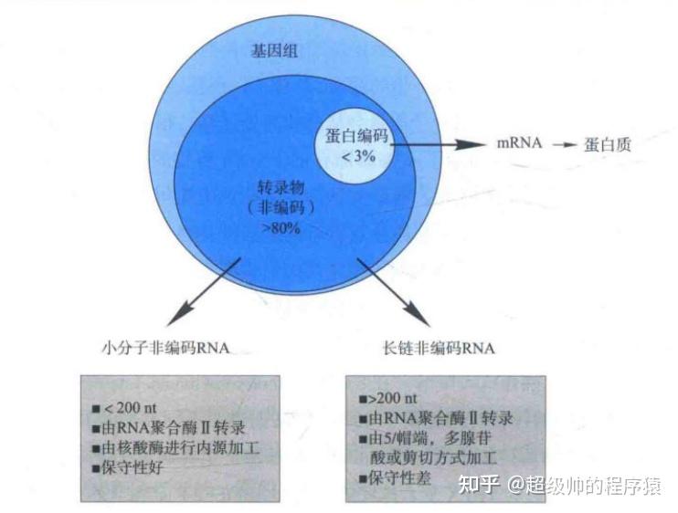 非编码RNA（non-coding RNA）生物学功能解读 - 知乎