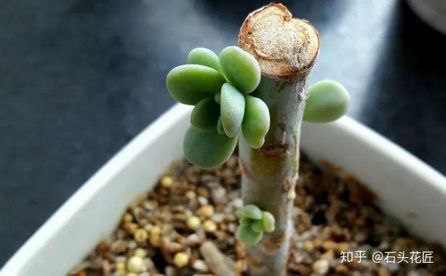 如何把多肉养成“老桩”？平时做好“4件事”，半年就能出效果- 知乎