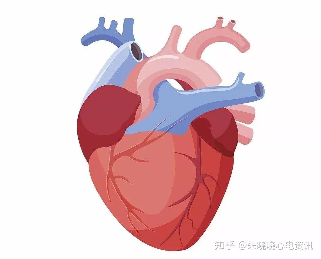心脏剖面 写实心脏内部结构模型-人体器官模型库-Maya(.ma/.mb)模型下载-cg模型网