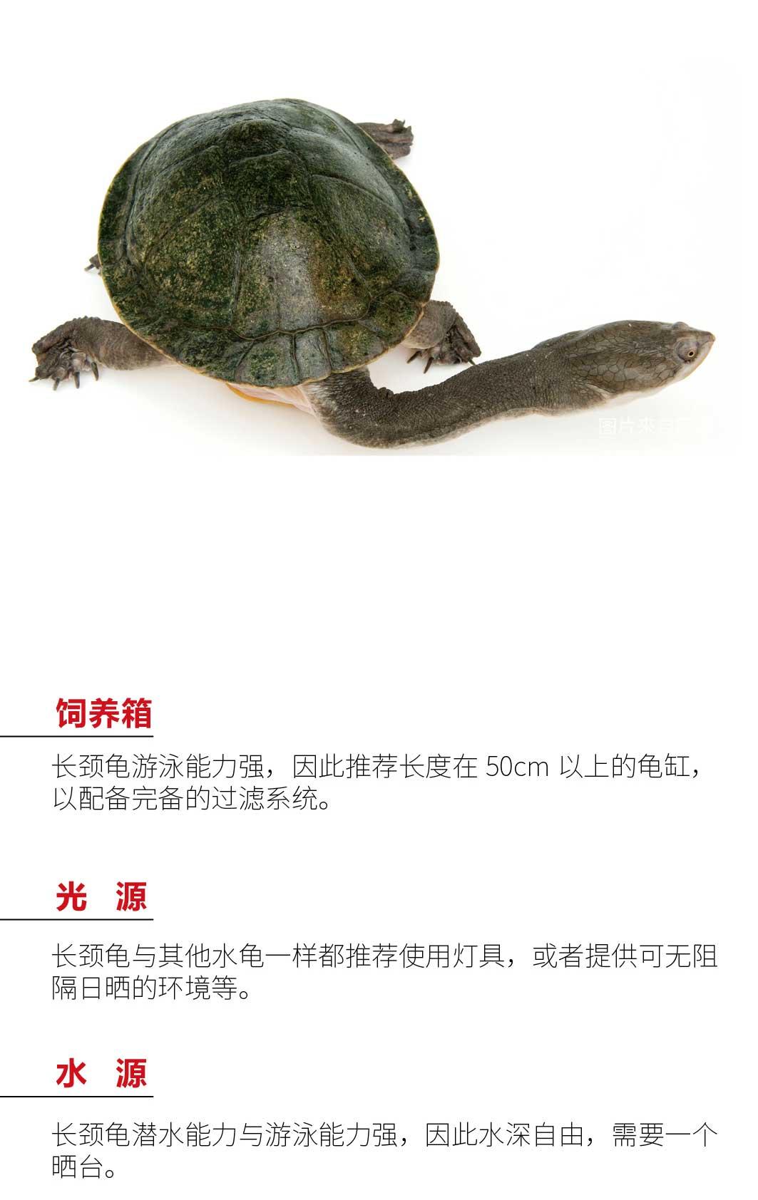 物种小谈┃长颈龟