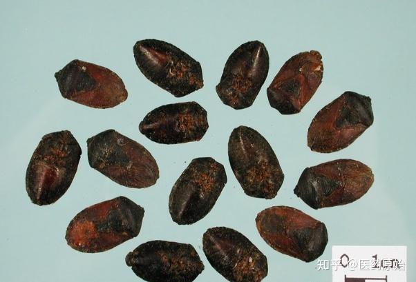 带你识别九香虫