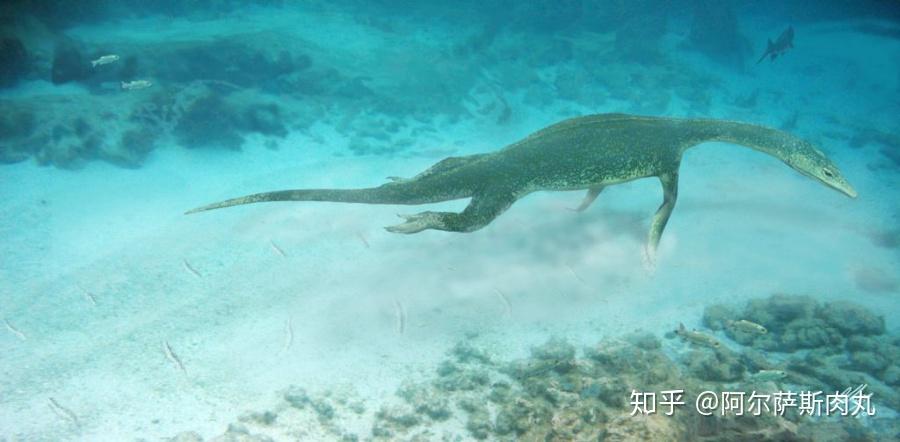 "三叠纪的鳍足类"