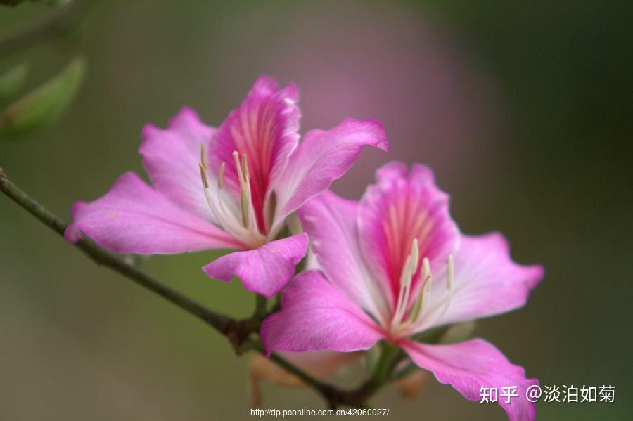 美丽的紫荆花