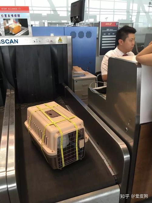 宠物托运--飞机宠物随机托运 - 知乎