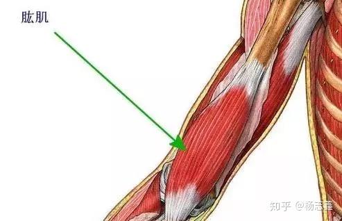 第一:肱三頭肌拜拜肉都主要附著在肱三頭肌上,特別肱三肌的長頭需要多
