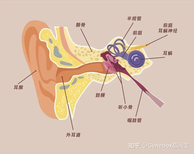 人体的内耳中有前庭末稍感受器,主要由三个半规管和球囊,椭圆囊构成