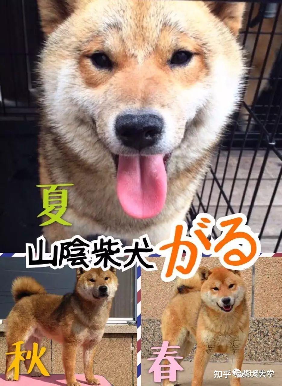 世界珍寶『山陰柴犬』！ - 知乎