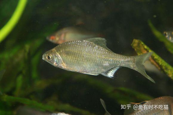 acanthorhodeus chankaensis (dybowski, 1872)又名興凱刺鰟鮍.