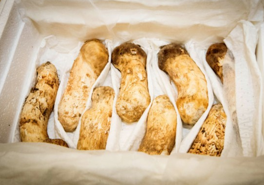 松茸多少钱一斤正常 v2-a3c7f20b2e842f3737c2fbea5464bb34_1200x500.jpg