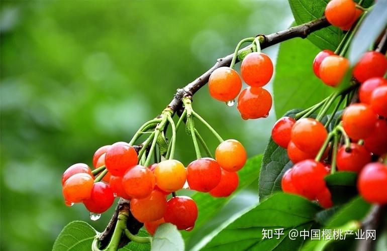 大家知道樱桃种子是怎么来的