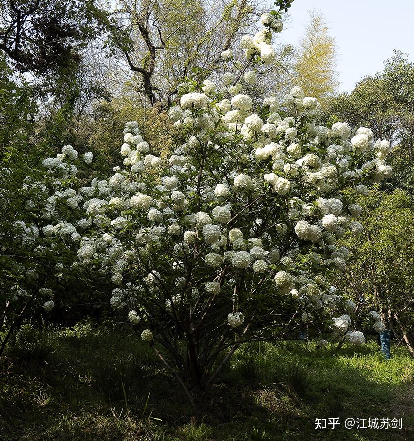 珍貴的觀賞花木華麗的繡球莢蒾