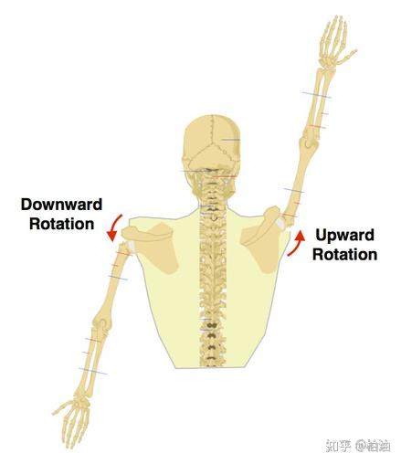 如何平衡肩带肌肉 改善肩胛下旋综合征 知乎