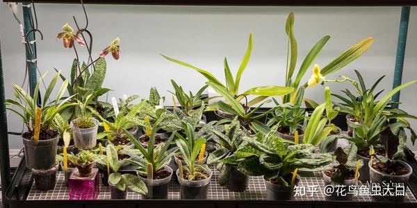 LED植物补光灯光照对兰花植物生长和开花的影响 知乎