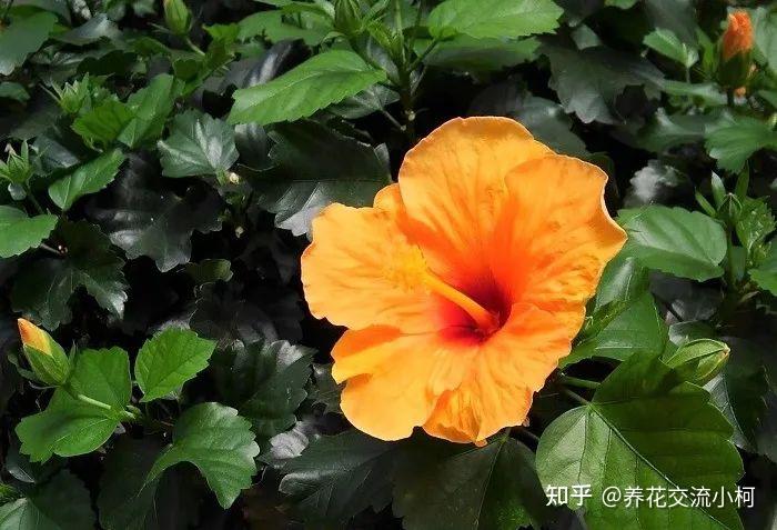 很多人养不好朱瑾,别人露养户外却可常年开花,环境太关键了 - 知乎