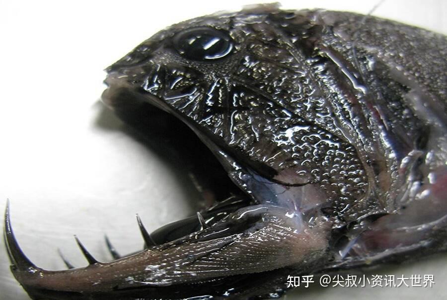 尖牙鱼就像是你的噩梦!