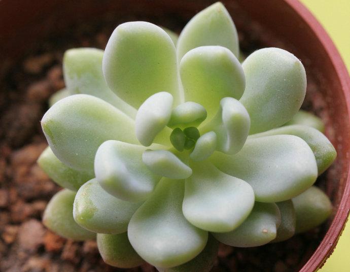 爱丽和劳尔是有什么不同吗?