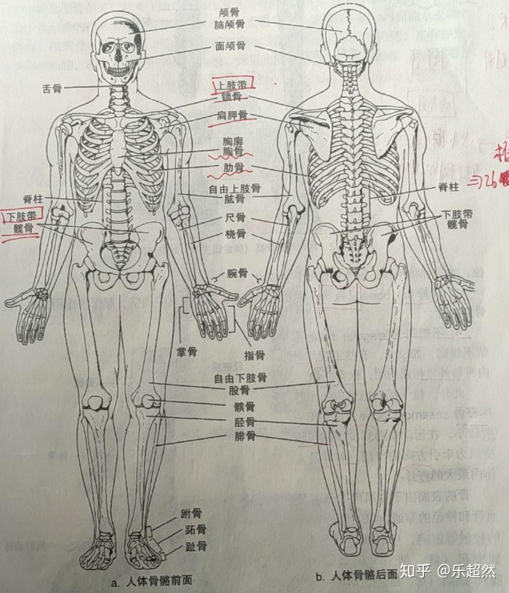 人体全身的骨性标志图片