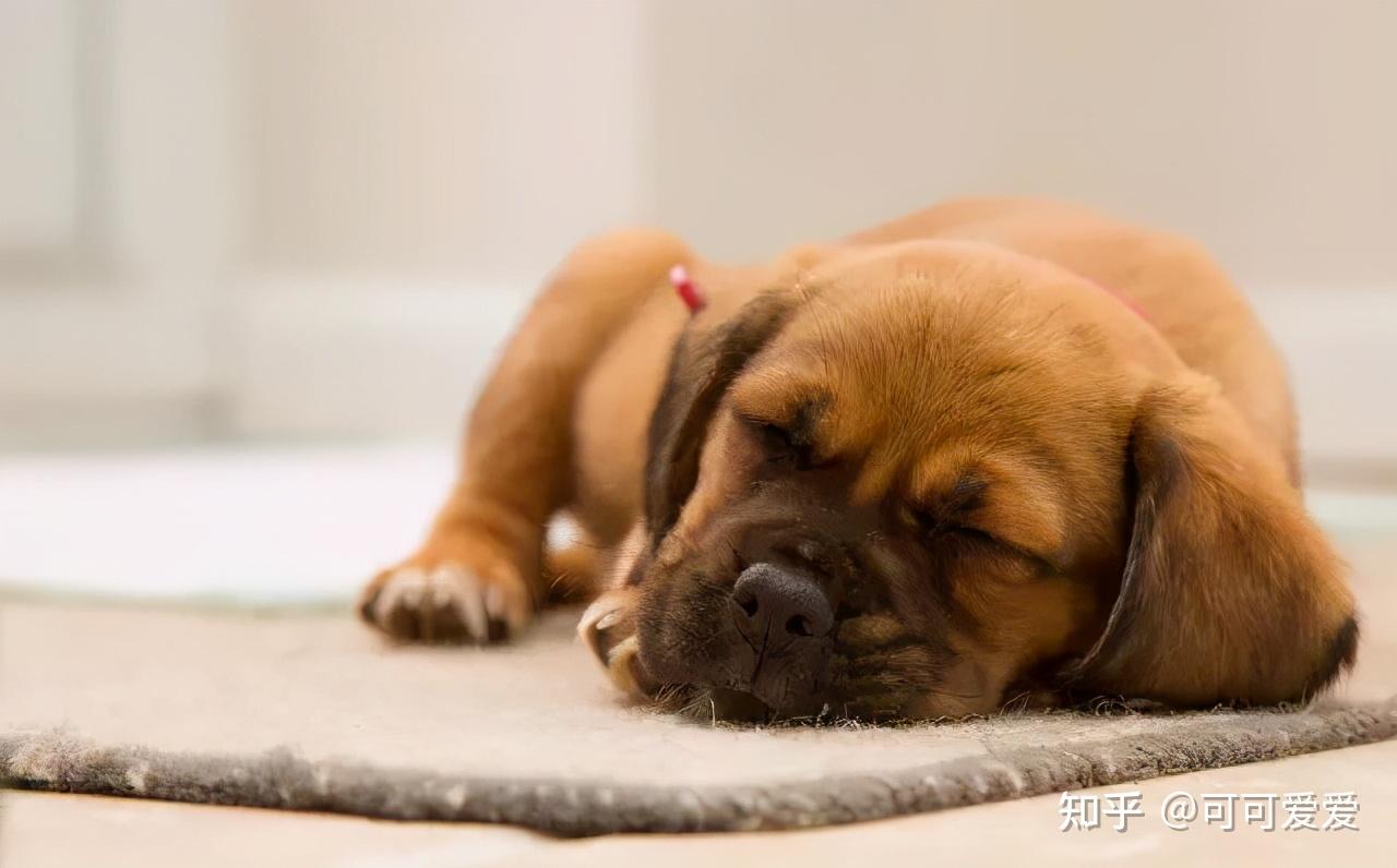 傳染性腸炎(細小,犬瘟熱引起),狗狗得了腸炎,往往就會鬧肚子,腹瀉拉稀