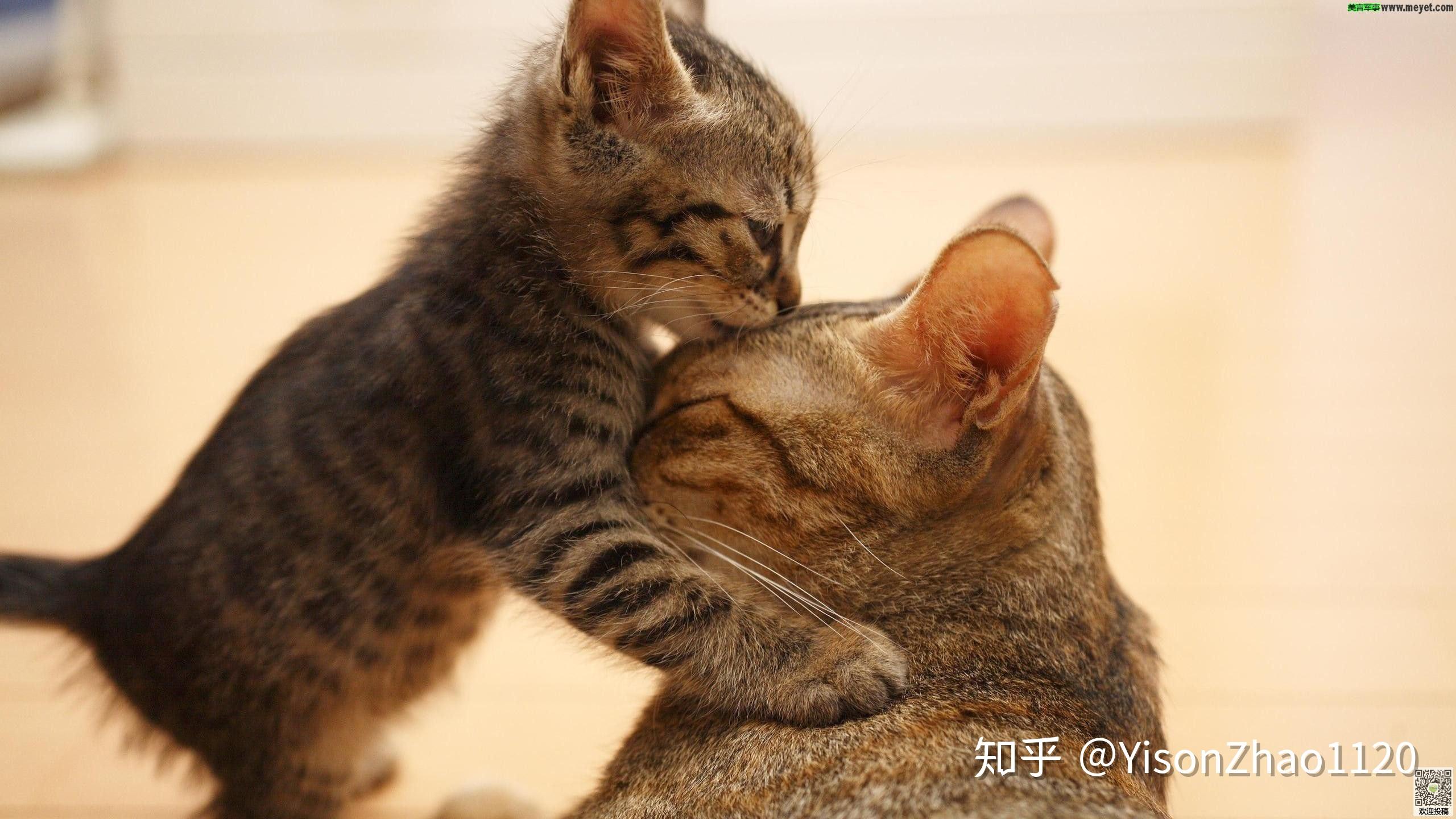 带宠物猫可以坐什么交通工具-哪种交通工具可以带猫 (带宠物猫可以坐公交车吗)