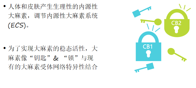 cbr主要包括1型大麻素受体cb1和2型大麻素受体(cb2.