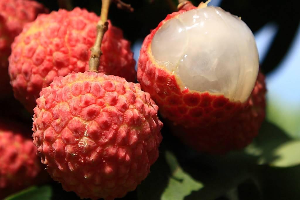 安全度过攀枝花的夏天你应该知道的那些事