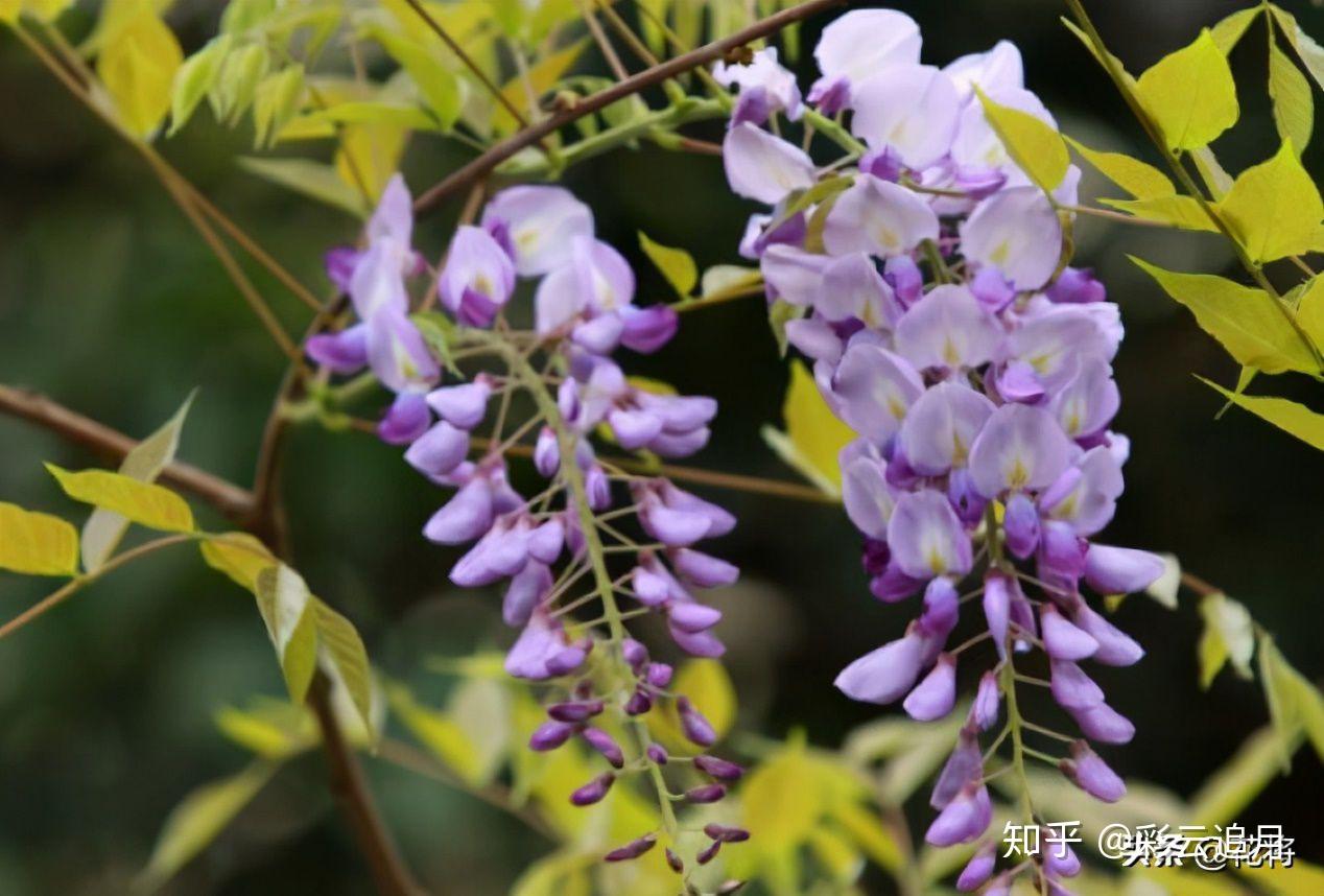 紫藤花葉子變黃脫落怎麼辦