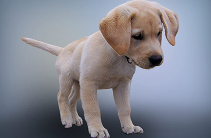 小奶狗非常瘦该怎么办