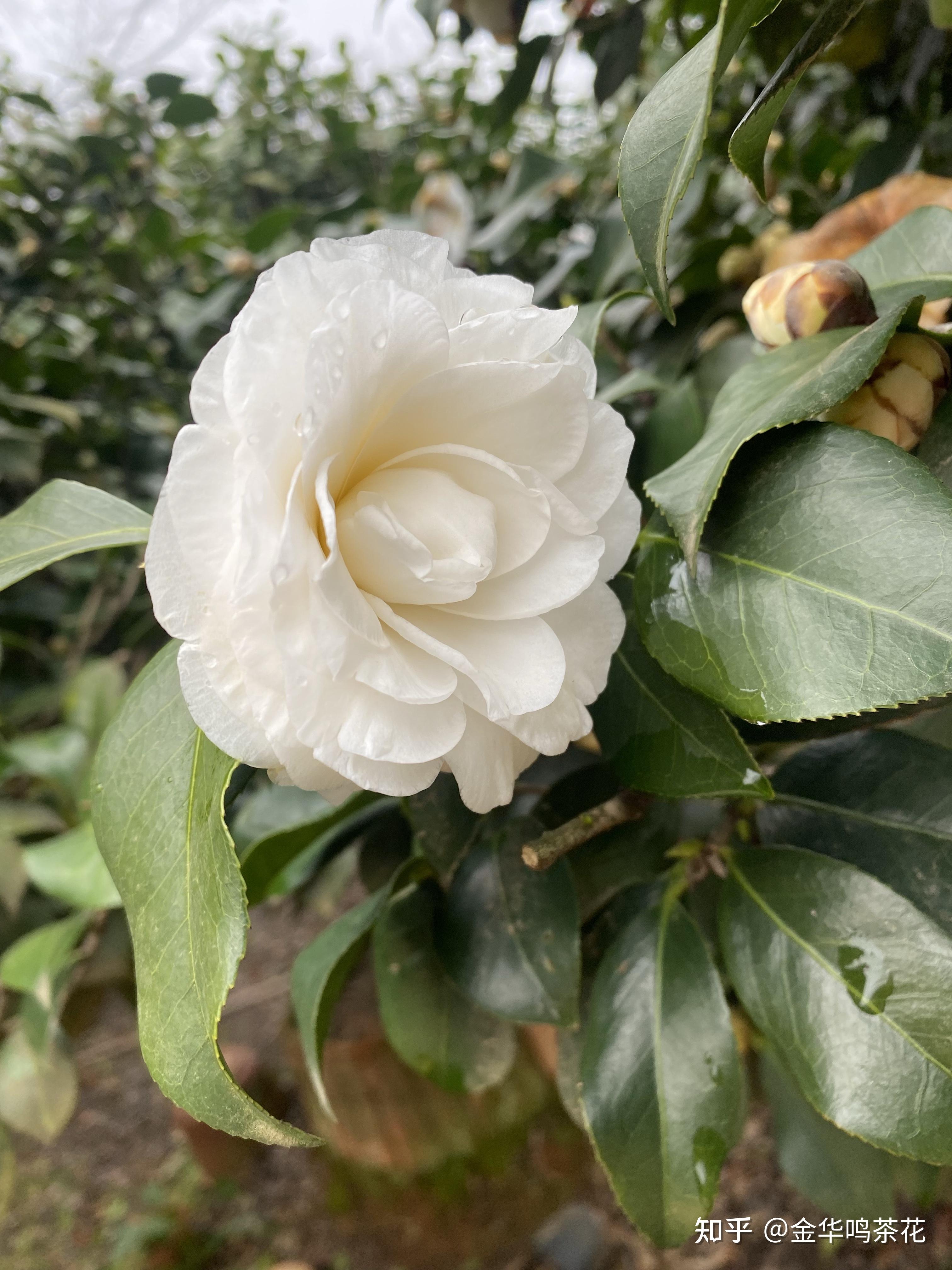 雪塔茶花