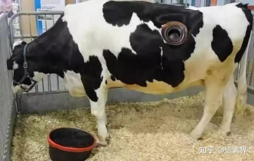 匪夷所思在奶牛肚子上开个洞有利于奶牛的健康