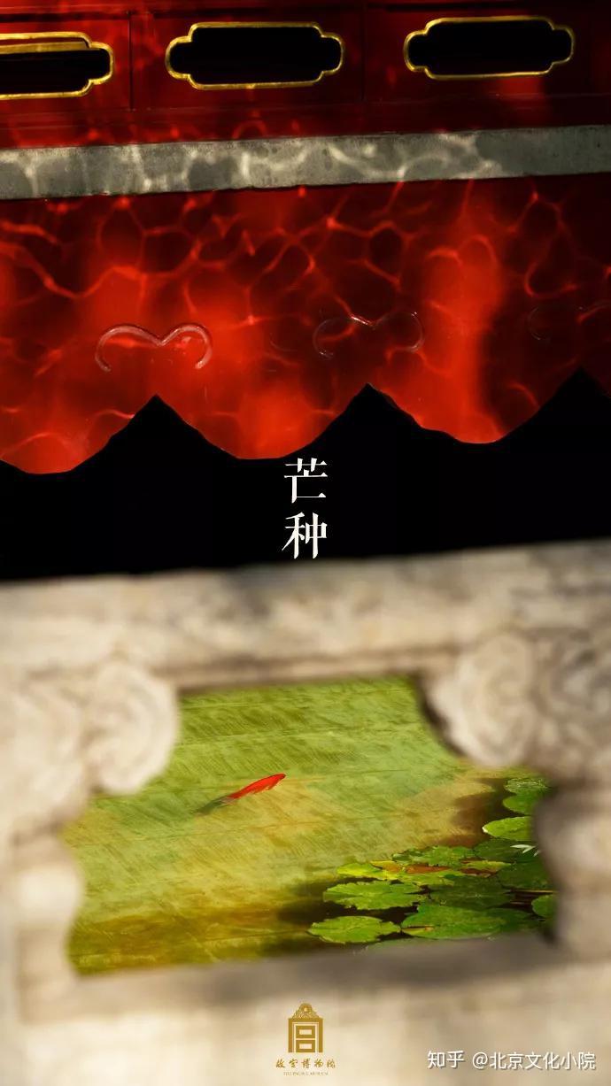 芒种青梅煮酒仲夏已至