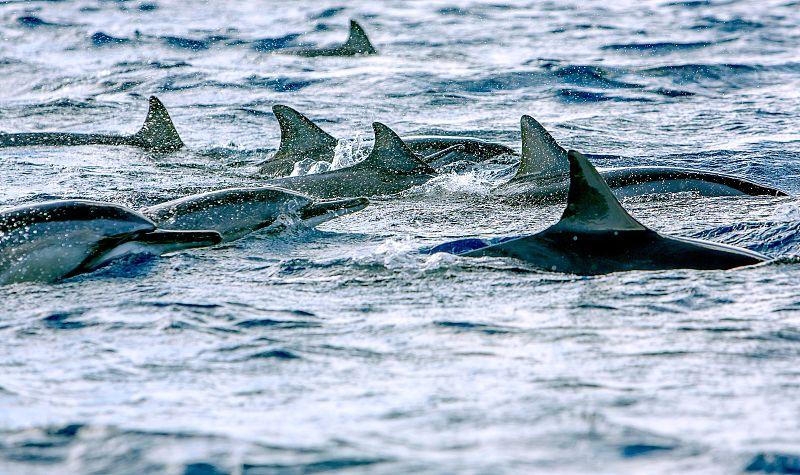 在毛里求斯的black river海湾常年居住着一个大型的海豚群落,这些海豚