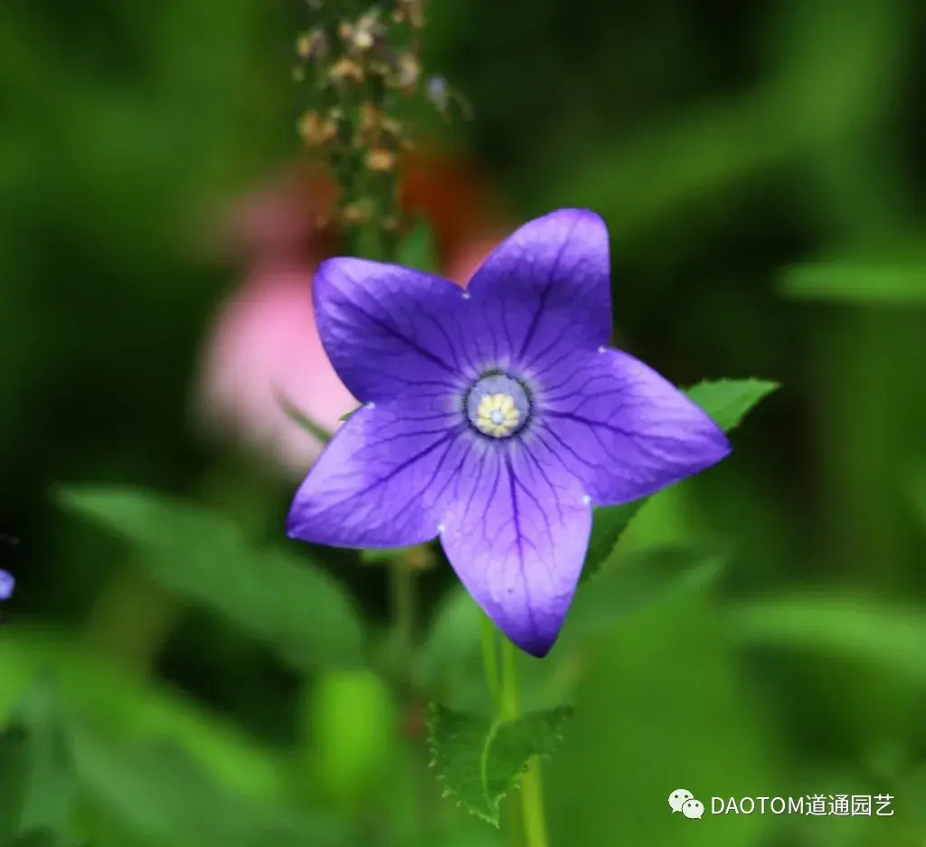 茑萝花在野外的繁殖方式就是靠自播,所以我们在自家