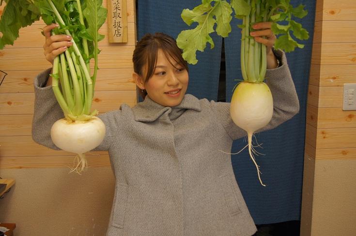 芜菁 圣护院大根和圣护院芜菁到底有啥区别呢 知乎