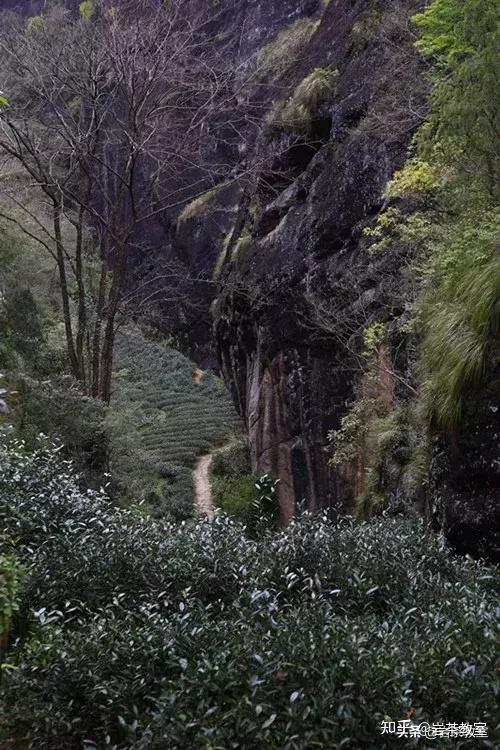 岩茶山场九龙窠到底算三坑两涧的哪一坑